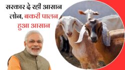 बकरी पालन के लिए सरकार दे रही आसान लोन सुविधा, मात्र 3 मिनट में भरें आवेदन | Goat Farming Loan