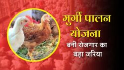 murga palan Yojana 2025 : मुर्गी पालन पर 50 हजार से 10 लाख लोन ओर 70% सब्सिडी ऐसे आवेदन करे।
